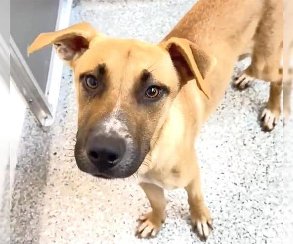 Medium Photo #2 Black Mouth Cur-Unknown Mix Puppy For Sale in Houston, TX, USA