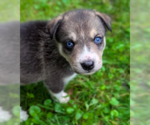 Small #3 Mutt