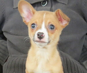 Chihuahua Puppy for sale in HAYES, VA, USA