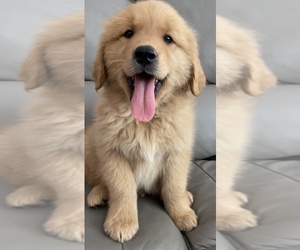 Golden Retriever Puppy for sale in SANTA ANA, CA, USA