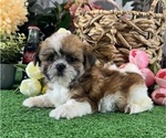 Small #1 Shih Tzu
