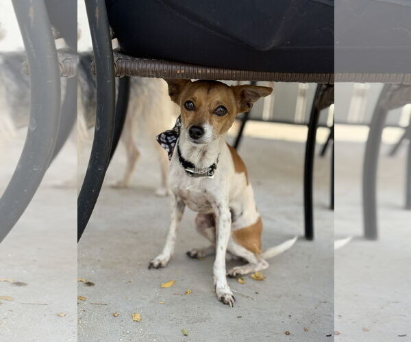 Medium Photo #3 Italian Greyhuahua Puppy For Sale in Phoenix, AZ, USA