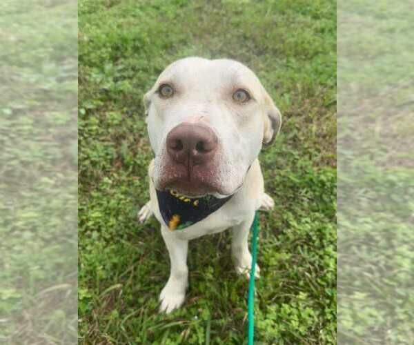 Medium Photo #2 Mutt Puppy For Sale in Abbeville, LA, USA