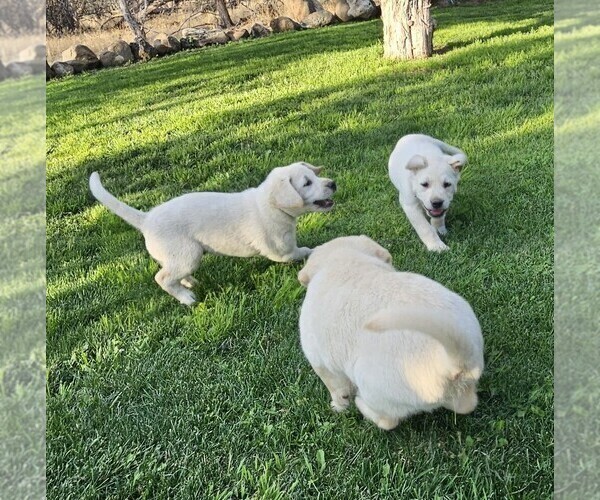 Medium Photo #1 Labrador Retriever Puppy For Sale in CEDAREDGE, CO, USA