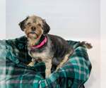 Small #1 Silky Terrier Mix