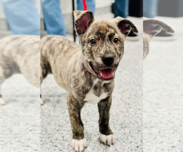 Medium Photo #2 American Pit Bull Terrier-Unknown Mix Puppy For Sale in Manahawkin, NJ, USA