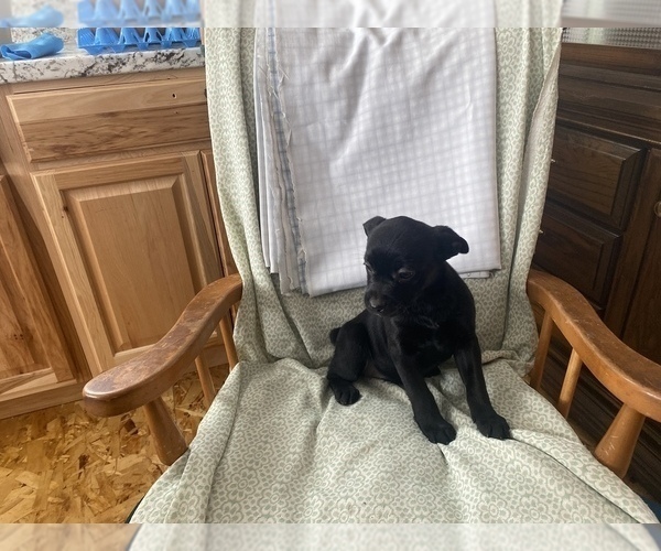 Medium Photo #5 French Bulldog-Goldendoodle Mix Puppy For Sale in LA VALLE, WI, USA