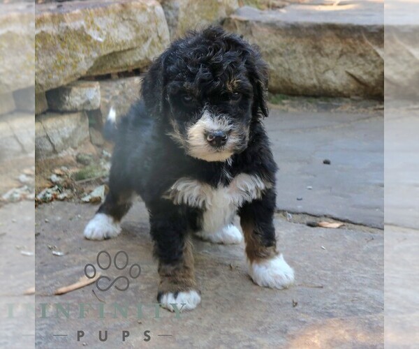 Medium Photo #3 Bernedoodle (Miniature) (+ Poodle Miniature) Puppy For Sale in NARVON, PA, USA