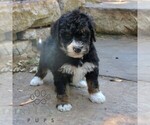 Small #2 Bernedoodle (Miniature) (+ Poodle Miniature)