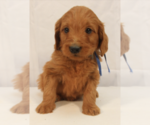 Small Photo #2 Goldendoodle (Miniature) Puppy For Sale in EFLAND, NC, USA