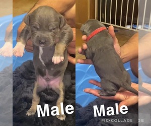 American Bully Puppy for sale in BEAVER FALLS, PA, USA