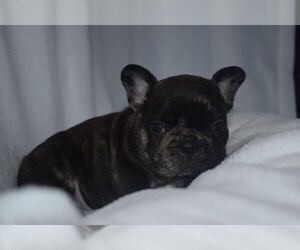 French Bulldog Puppy for sale in LEXINGTON, KY, USA