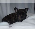 Small Photo #1 French Bulldog Puppy For Sale in LEXINGTON, KY, USA