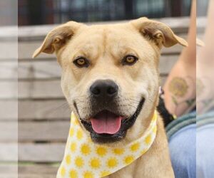 American Staffordshire Terrier Dogs for adoption in San Antonio, TX, USA