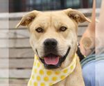 Small American Staffordshire Terrier