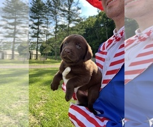 Labrador Retriever Puppy for Sale in NEOLA, West Virginia USA