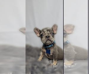 French Bulldog Puppy for sale in INDIANAPOLIS, IN, USA