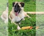 Small #1 Anatolian Shepherd Mix
