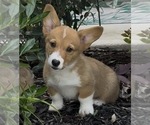 Puppy Rosie Pembroke Welsh Corgi