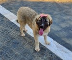 Small Photo #40 Anatolian Shepherd-Great Pyrenees Mix Puppy For Sale in AGOURA HILLS, CA, USA