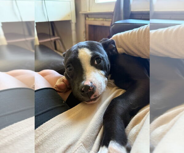 Medium Photo #2 American Pit Bull Terrier-Unknown Mix Puppy For Sale in Rockaway, NJ, USA