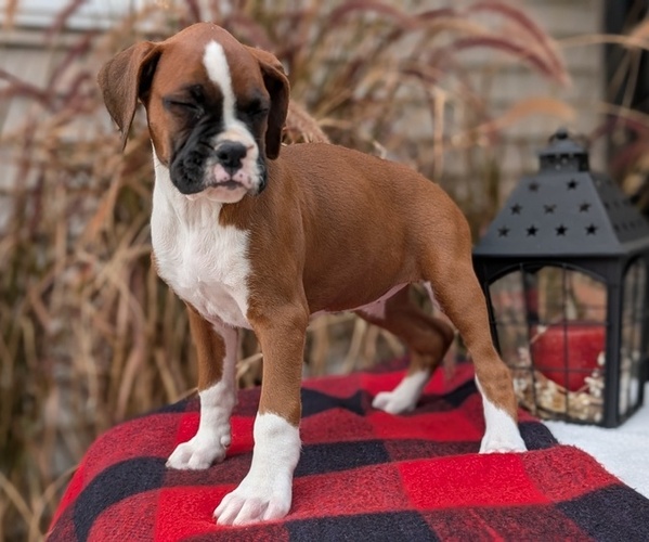 Medium Photo #7 Boxer Puppy For Sale in GOSHEN, IN, USA