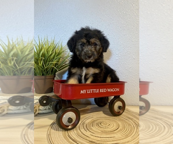Medium Photo #1 Aussiedoodle Miniature  Puppy For Sale in JADWIN, MO, USA