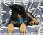 Small Photo #4 German Shepherd Dog Puppy For Sale in EAST EARL, PA, USA