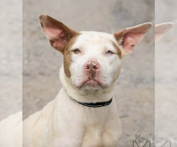 Medium Photo #3 Mutt Puppy For Sale in Rustburg, VA, USA
