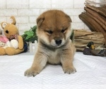 Small Photo #3 Shiba Inu Puppy For Sale in WASHINGTON, DC, USA