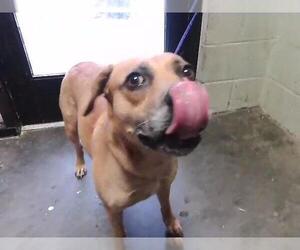 Mutt Dogs for adoption in Tulsa, OK, USA