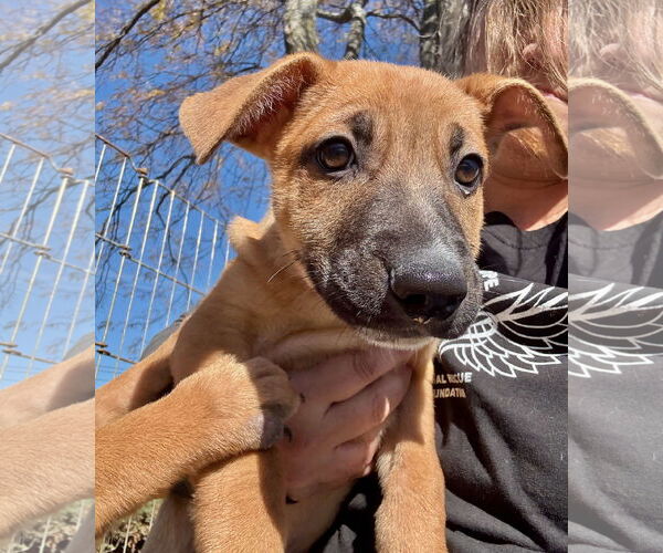 Medium Photo #5 German Shepherd Dog Puppy For Sale in GILBERTS, IL, USA