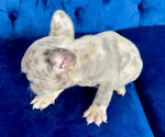Small Photo #6 French Bulldog Puppy For Sale in TERRACE PARK, OH, USA