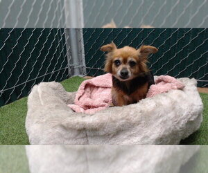 Chihuahua Dogs for adoption in Downey, CA, USA