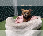 GURTY - Female Chihuahua Dog for Adoption - Small photo