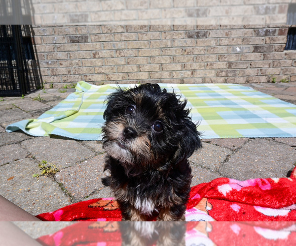 Medium Photo #4 Havapoo Puppy For Sale in GUTHRIE, KY, USA