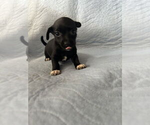 Chihuahua-Unknown Mix Dogs for adoption in San Diego , CA, USA