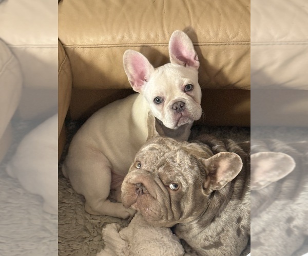 Medium Photo #8 French Bulldog Puppy For Sale in SUSSEX, WI, USA