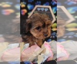 Small Photo #11 Yorkshire Terrier Puppy For Sale in AKRON, OH, USA