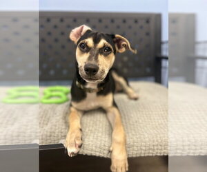 Mutt Dogs for adoption in Cliffwood, NJ, USA