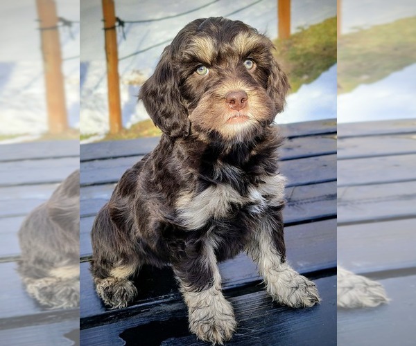 Medium Photo #3 Cavapoo (Miniature)-Saint Berdoodle Mix Puppy For Sale in MILLVILLE, MN, USA