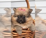 Small #2 Pomeranian