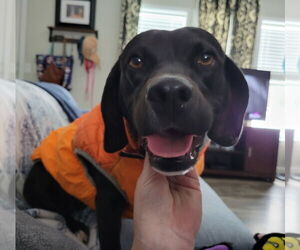 Sugarbear - Female Labrador Retriever-Unknown Mix Dog for Adoption - Photo #3