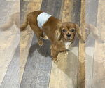 Small #1 Cavalier King Charles Spaniel