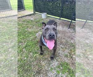 Simba - Male Mutt Dog for Adoption - Photo #2