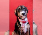 Small #1 Border Terrier Mix