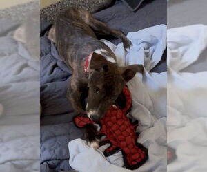 Labrador Retriever-Unknown Mix Dogs for adoption in Brewster, MA, USA