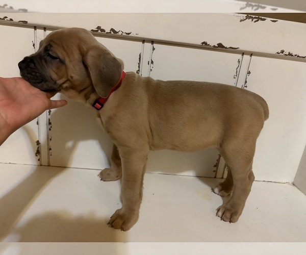 Medium Photo #1 Cane Corso Puppy For Sale in ELGIN, OK, USA