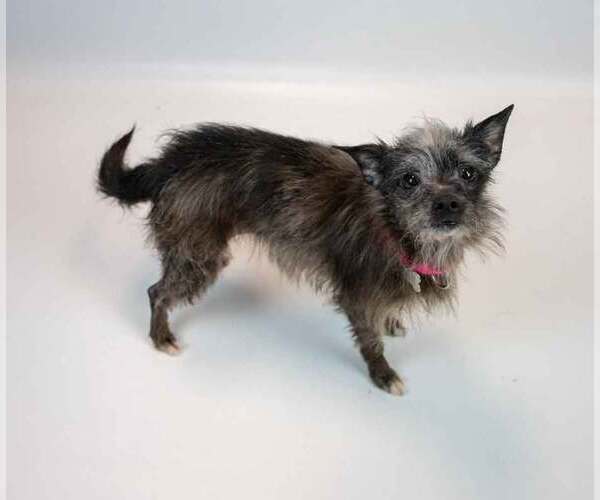 Medium Photo #5 Chihuahua-Unknown Mix Puppy For Sale in Kennesaw, GA, USA