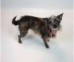 Small #4 Chihuahua Mix